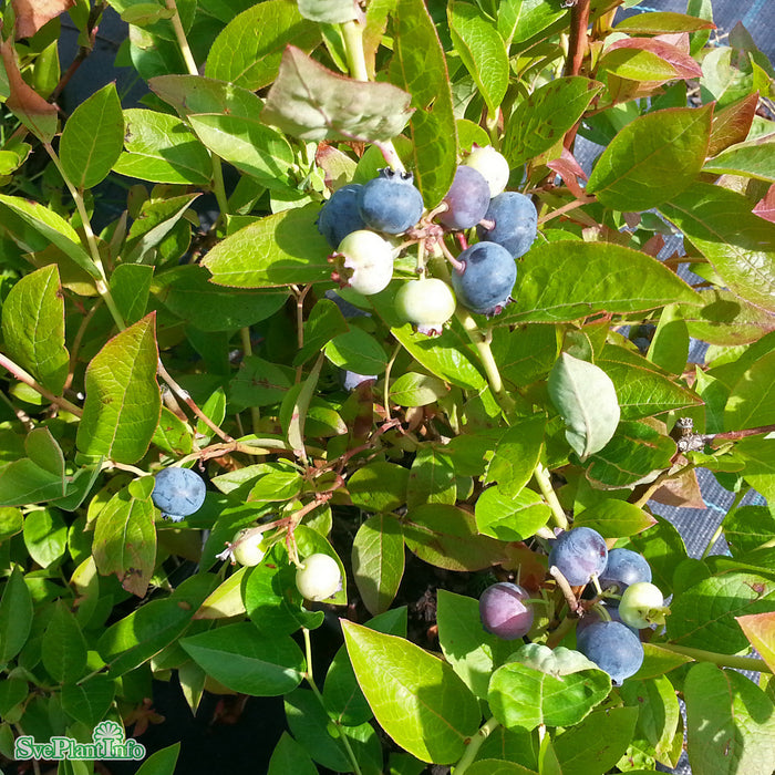 Vaccinium corymbosum 'Olle' Busk C5