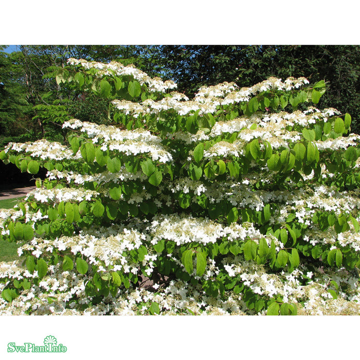 Viburnum plicatum f. tomentosum 'Mariesii' C4,6 30-40cm