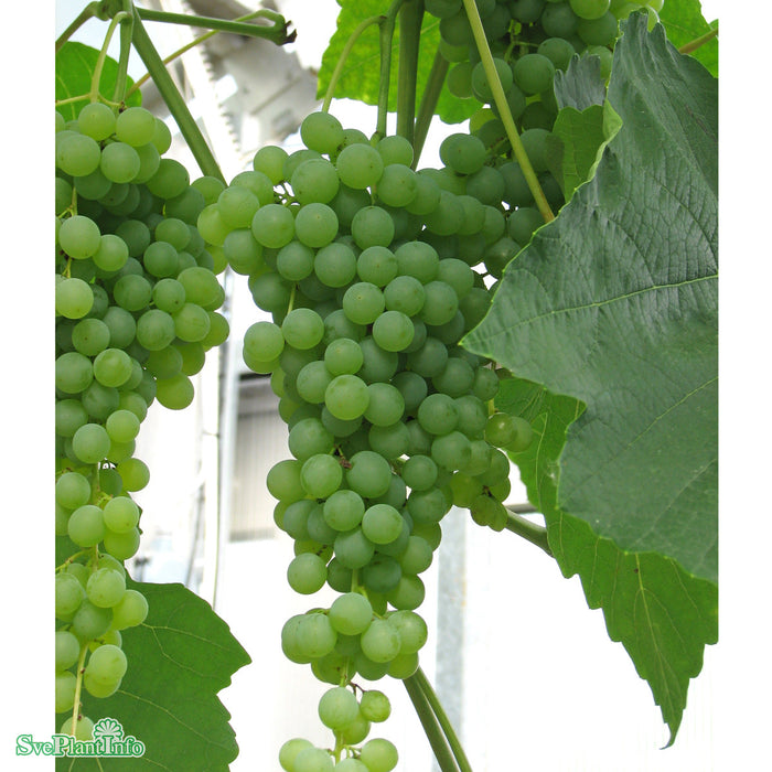 Vitis (Labrusca) 'Himrod' A kval C3,5