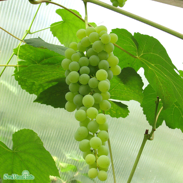 Vitis (Labrusca) 'Himrod' A kval C3,5