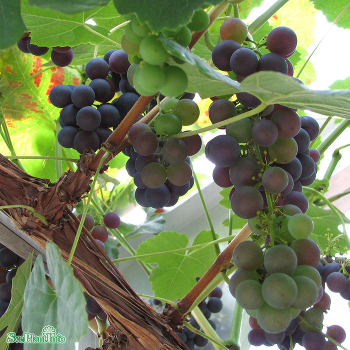 Vitis (Labrusca) 'Schuyler' A Kval C5