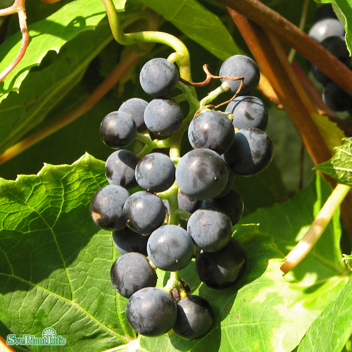 Vitis (Labrusca) 'Zilga' A-kval C5
