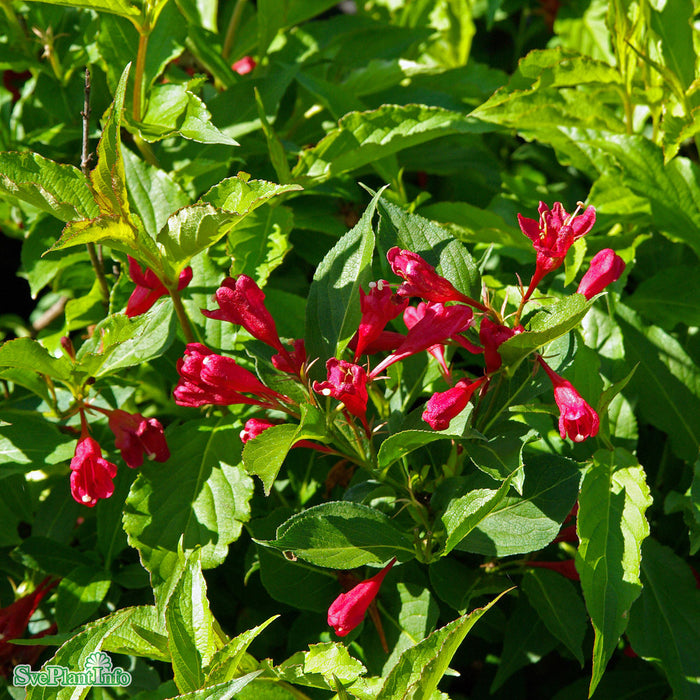 Weigela 'Red Prince' C10 Stam 90cm