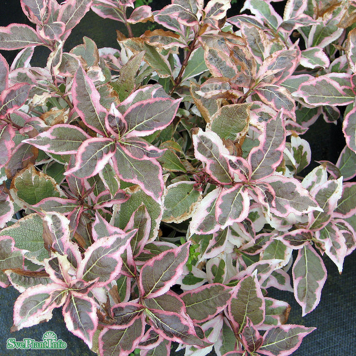 Weigela 'Monet' Busk C5