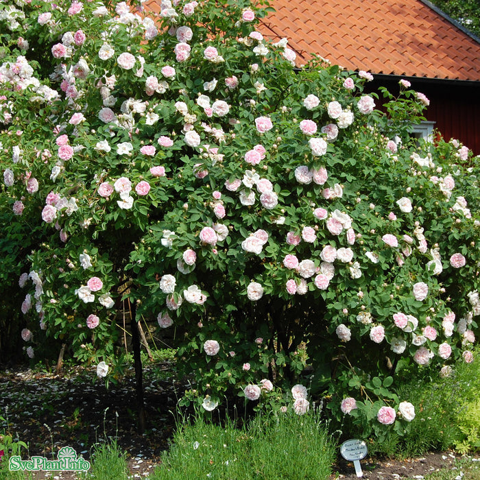 Rosa 'Great Maidens Blush' A kval C4