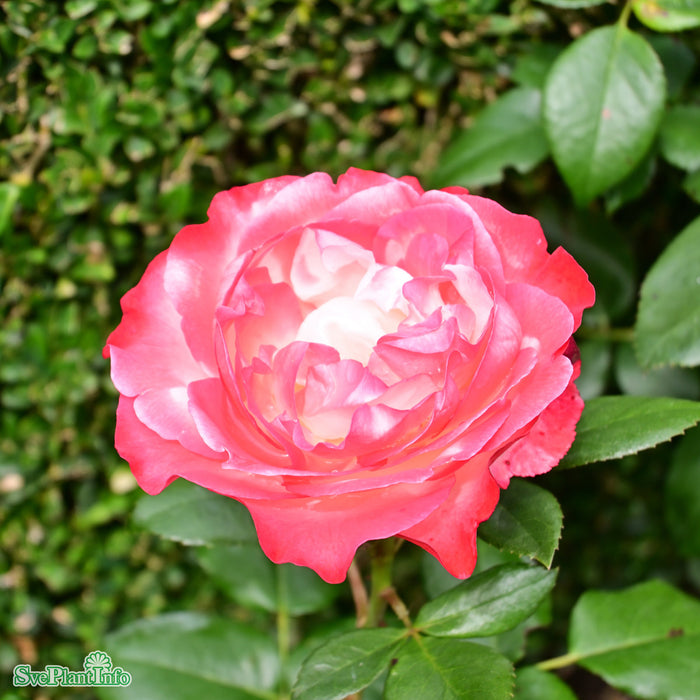 Rosa 'Nostalgie' A-kval C5
