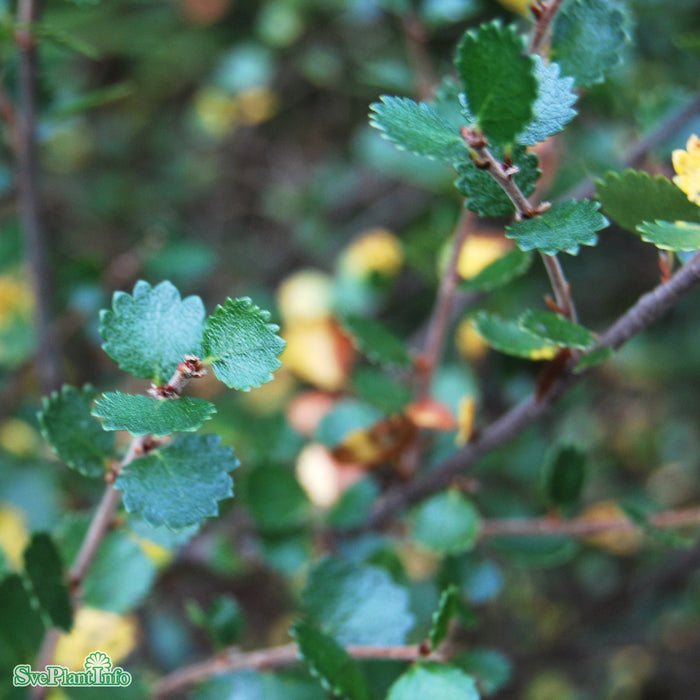 Betula nana Busk C5 40-50cm