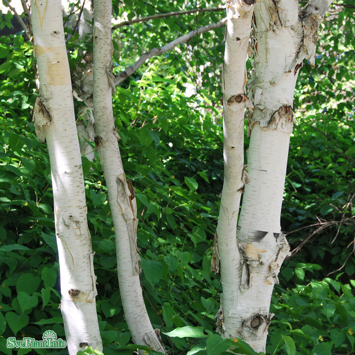 Betula utilis subsp. jacquemontii Solitär C12 125-150cm