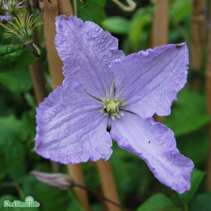 Clematis Blekitny Aniol C 2