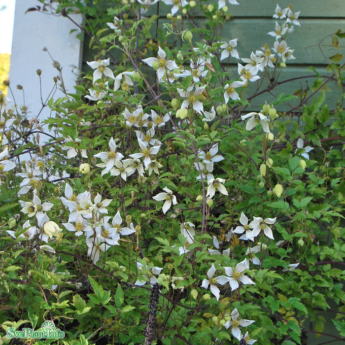 Clematis (Tan.) 'Anita' A-kval C2