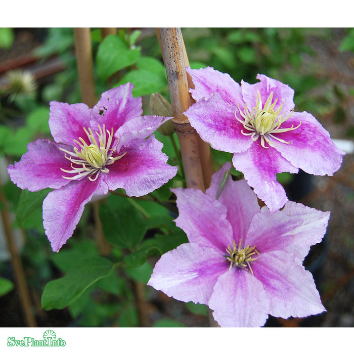 Clematis (TS) 'Piilu' A-kval C2