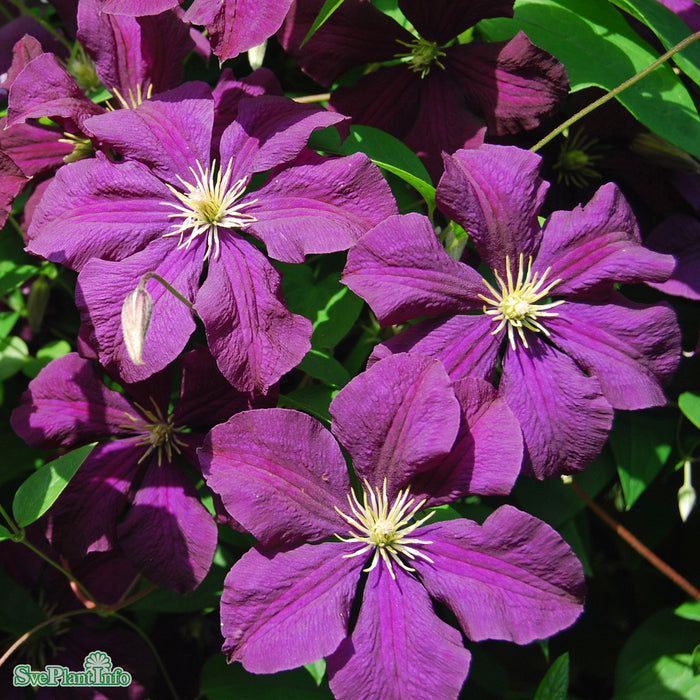Clematis (Viticella) 'Étoile Violette' A-kval C2