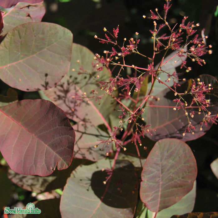 Cotinus 'Grace' Co 40-50cm