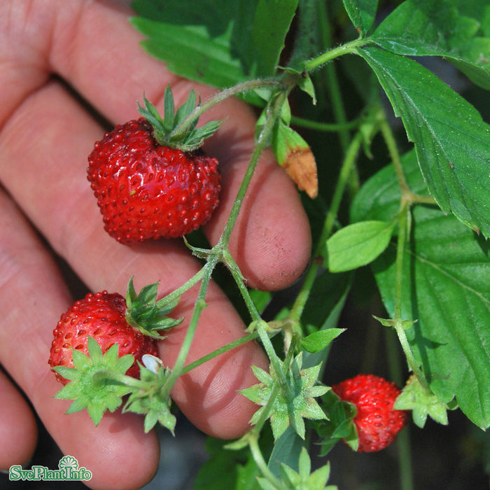 Fragaria vesca 'Rödluvan' A-kval