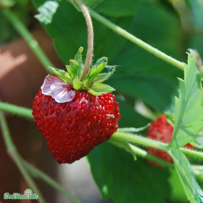 Fragaria vesca 'Rödluvan' A-kval