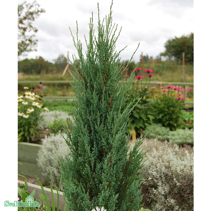 Juniperus scopulorum 'Blue Arrow' Solitär C 18 100-125cm