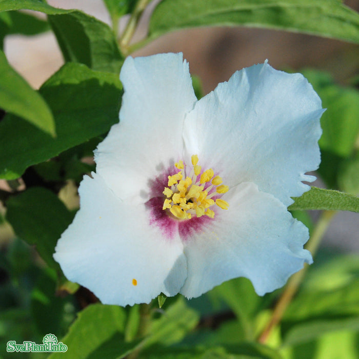 Philadelphus 'Belle Étoile' C3,5