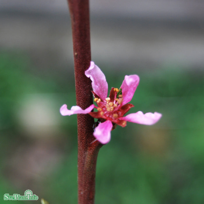 Prunus persica 'Riga' Stulipifera JulA Lågst 2års A-kval Co