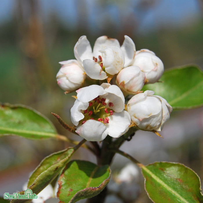 Pyrus communis 'Esperens Herre' Stam 4 års Co