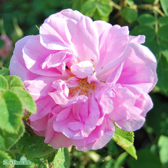 Rosa 'Quatre Saisons' A kval C4