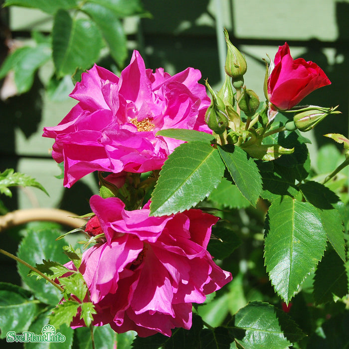 Rosa 'John Cabot' A-kval C4