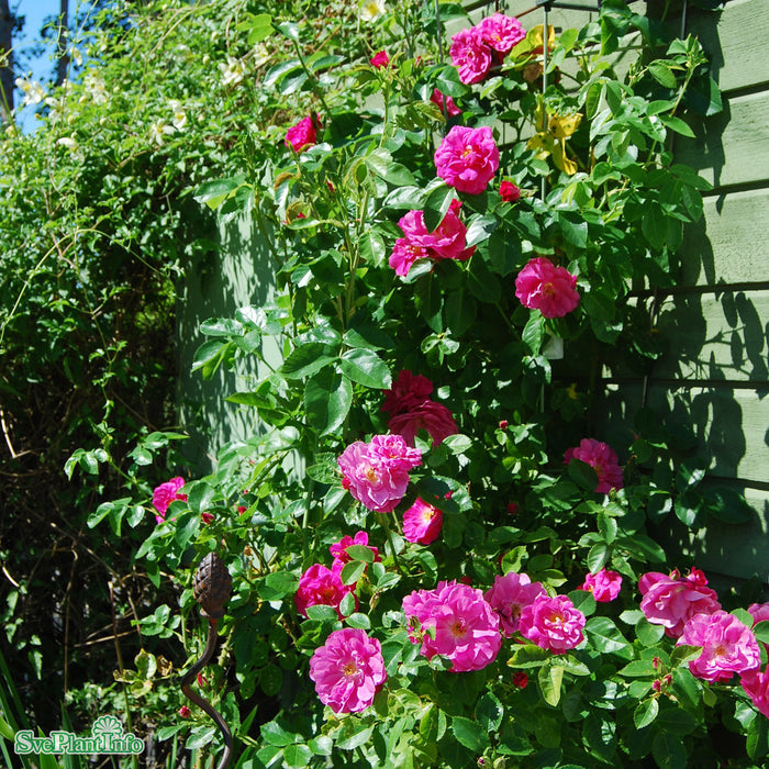 Rosa 'John Cabot' A-kval C4