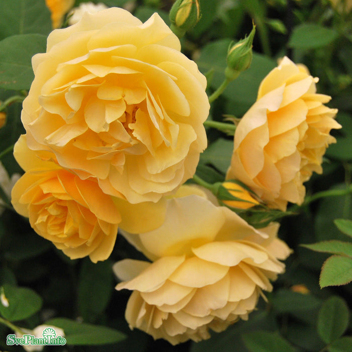 Rosa 'Graham Thomas' A kval C6