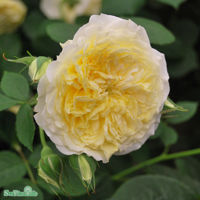 Rosa 'The Pilgrim' A-kval C6