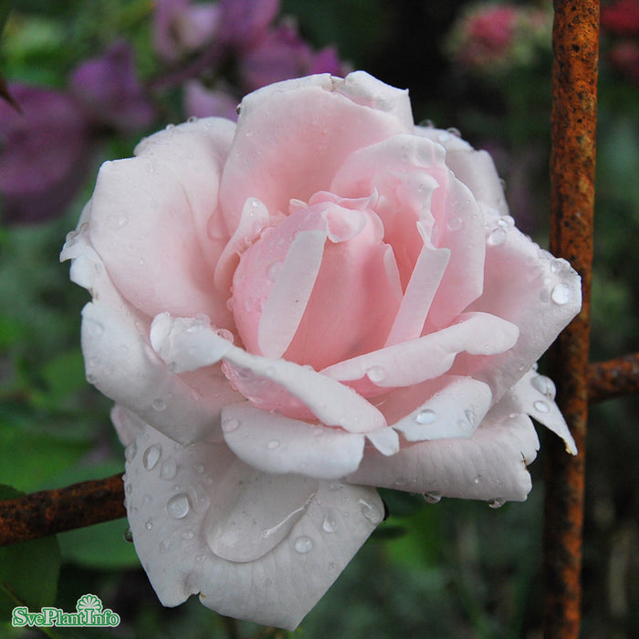 Rosa 'New Dawn' C4