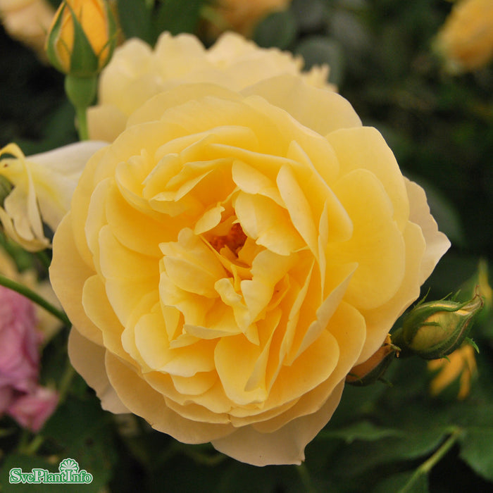 Rosa 'Graham Thomas' A kval C6