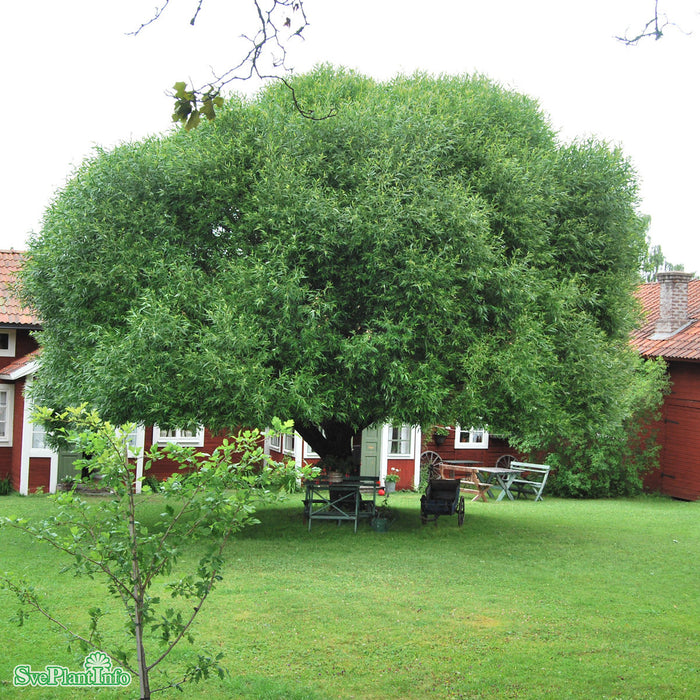 Salix fragilis 'Bullata' Ungträd C10 175-200cm