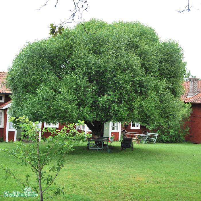 Salix fragilis 'Bullata' Solitär 100-125cm C10