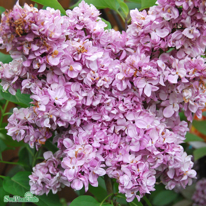 Syringa vulgaris 'Prince Wolkonsky' C10 60-80cm