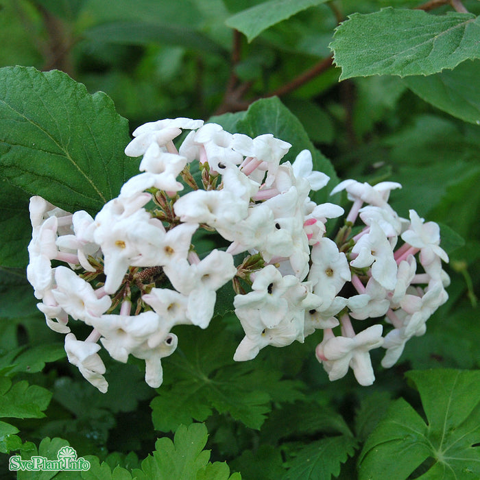 Viburnum carlesii 'Aurora' Solitär C20 125-150cm