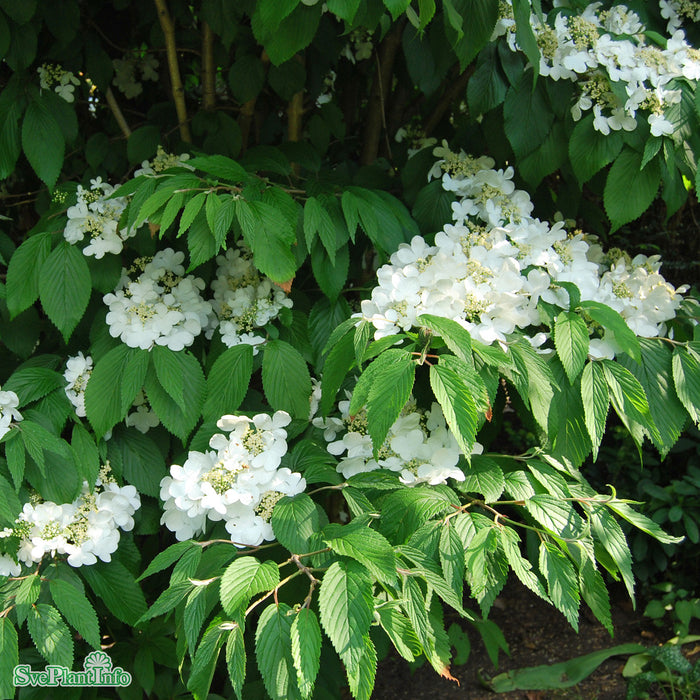 Viburnum plicatum f. tomentosum 'Mariesii' C4,6 30-40cm