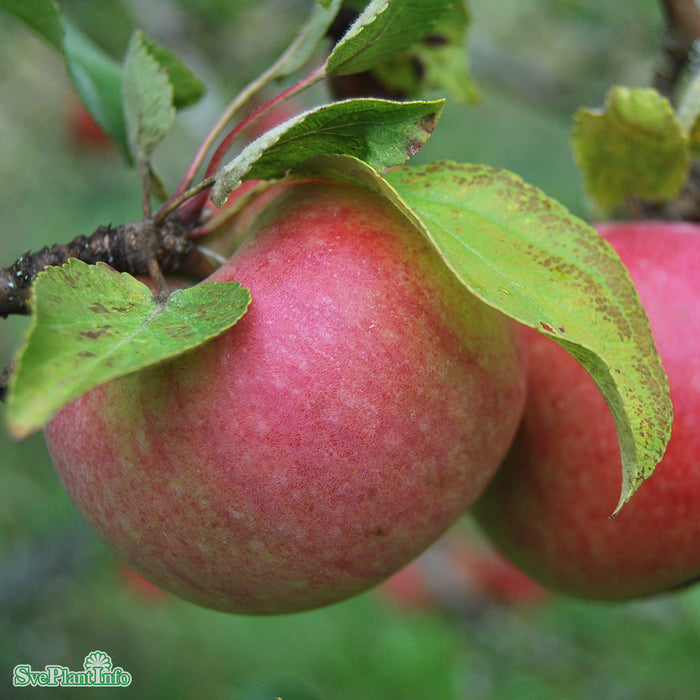 Malus domestica 'Aroma' E B9 Stam 2-års A-kval Co