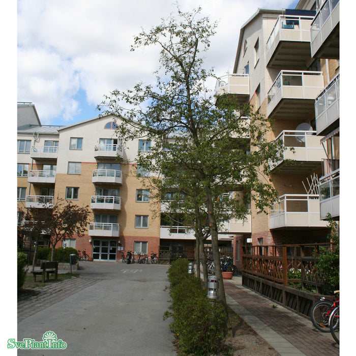 Alnus incana 'Laciniata' Solitär 150-175 C20