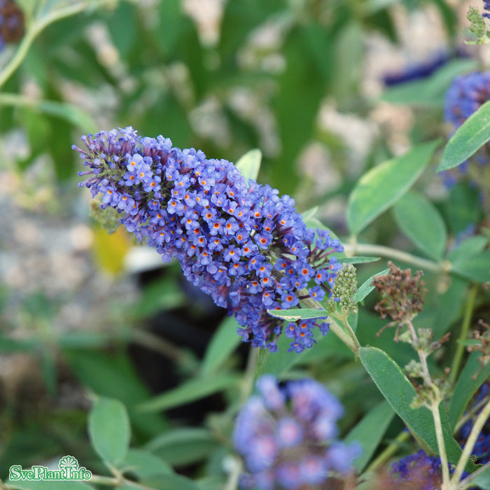 Buddleja davidii 'Ellen Blue' C4,5