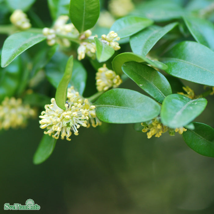 Buxus sempervirens arborescens C2 20-25cm