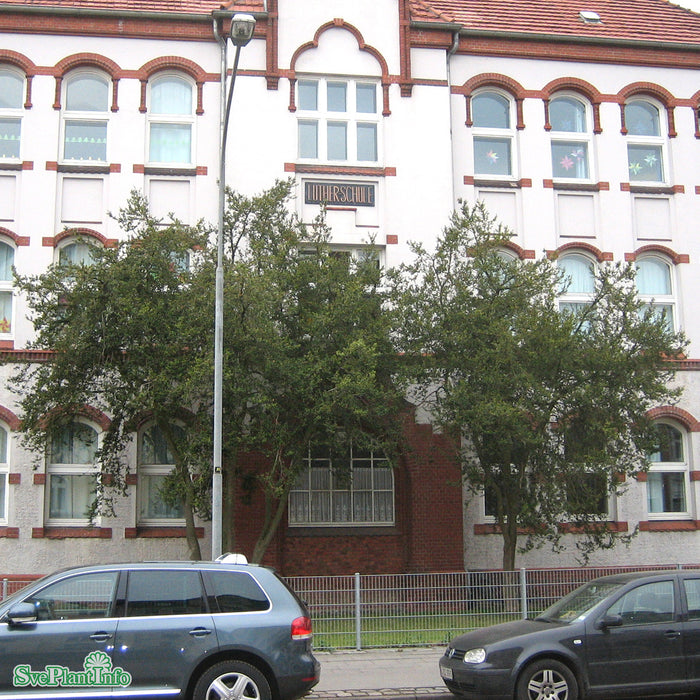 Buxus sempervirens arborescens Klotform C5 25-30cm