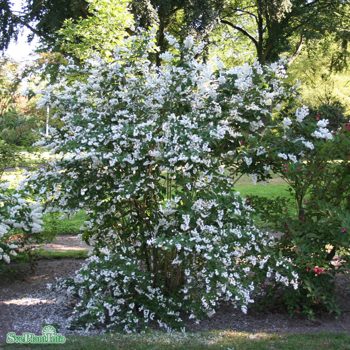 Deutzia x magnifica Solitär C20 150-175cm