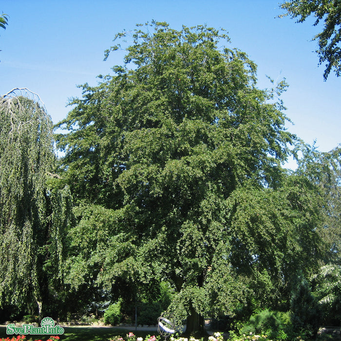 Fagus sylvatica Högstam Kl So 12-14