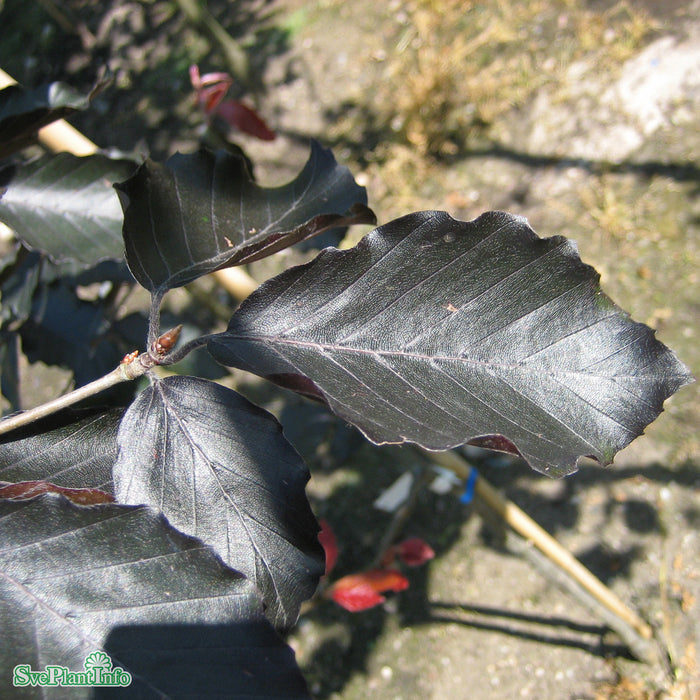 Fagus sylvatica 'Purpurea Latifolia' Ungträd Kl 200-250cm