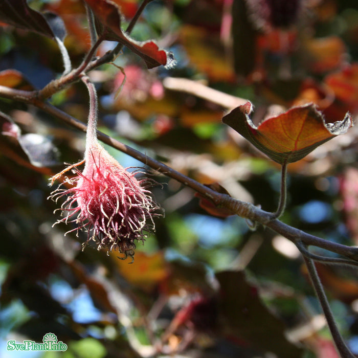 Fagus sylvatica 'Purpurea Latifolia' Ungträd Kl 200-250cm