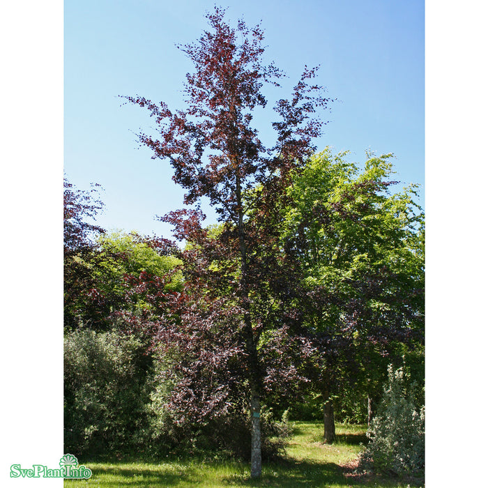 Fagus sylvatica 'Purpurea Latifolia' Ungträd Kl 200-250cm