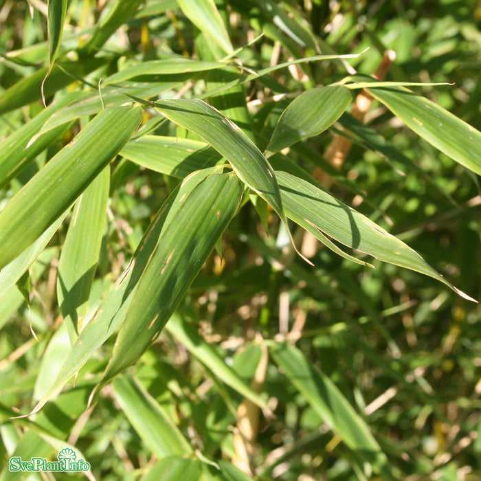 Fargesia murielae 'Jumbo' Busk C5 50-60cm