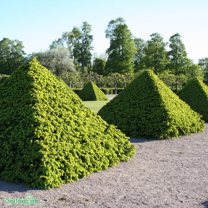Picea abies Solitär Kl 100-125cm