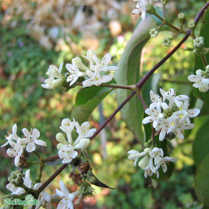 Heptacodium miconioides Solitär C180 175-200cm