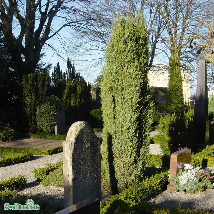 Juniperus communis 'Hibernica' Solitär C20 100-125cm