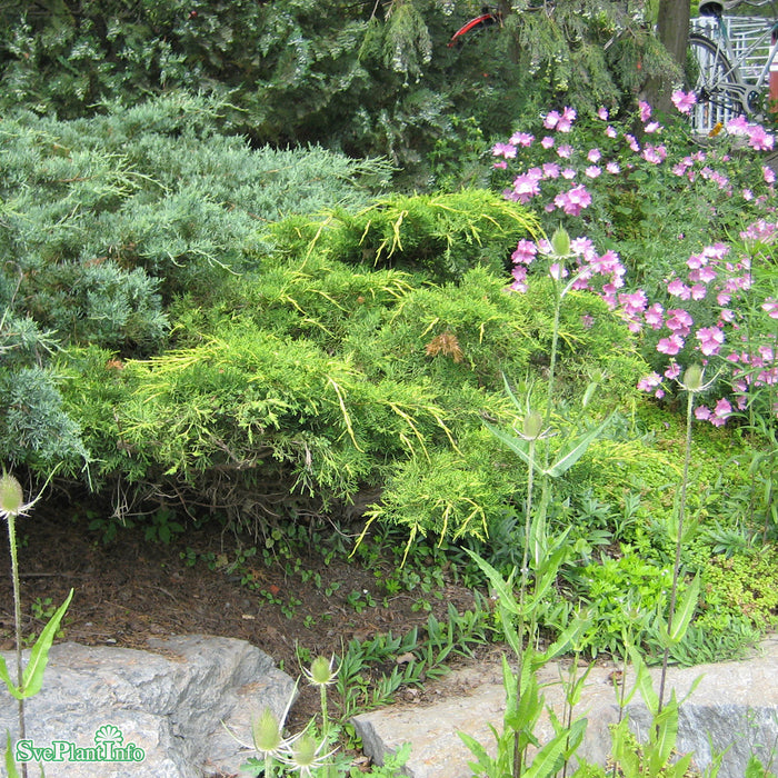 Juniperus x pfitzeriana 'Old Gold' Solitär C15 60-80cm
